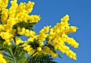 8 marzo: un albero di mimosa per crescere insieme