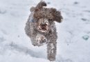 Garbino di sera, bella neve si spera