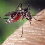 San Marino. ISS. Prevenzione e controllo delle malattie trasmesse da insetti vettori: emanata la nuova ordinanza contro la zanzara tigre