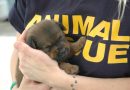 “Animal rescue”, la nuova unità di recupero di cani dispersi