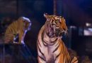 APAS dice NO al circo con animali. In arrivo il Circo Busnelli Niuman a Dogana dal 18 al 22 luglio