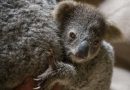 Australia: l’allarme del Wwf, koala a rischio estinzione