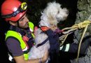 Recuperato cane finito nel burrone tra la Prima e la Seconda Torre