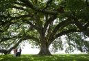 Anche San Marino ha la sua giornata nazionale dell’albero