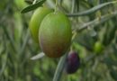 La Reggenza riceve i promotori del progetto di valorizzazione dell’olivicoltura sammarinese