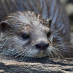 Giornata Mondiale delle Zone Umide (World Wetlands Day): il programma degli eventi