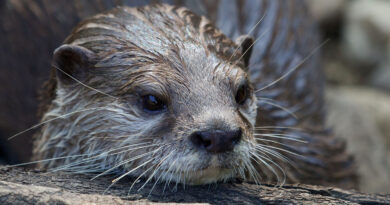 Giornata Mondiale delle Zone Umide (World Wetlands Day): il programma degli eventi