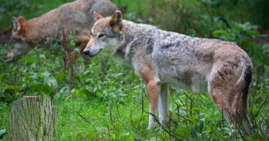 Senatrice Spinelli sui lupi: significativi aggiornamenti della normativa a livello internazionale