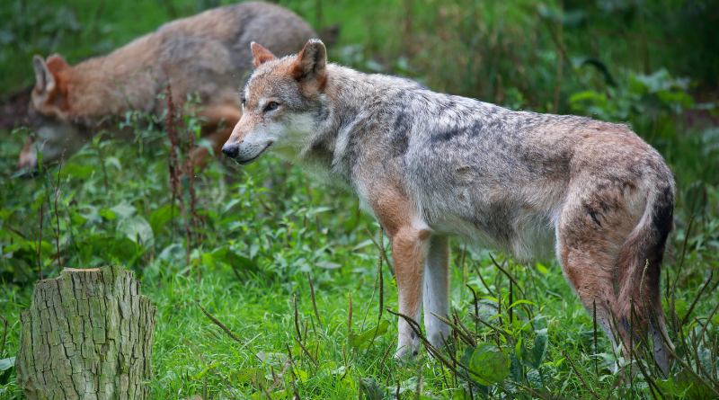 Senatrice Spinelli sui lupi: significativi aggiornamenti della normativa a livello internazionale