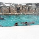 La neve e i delfini di Oltremare 2.0 a Riccione: il video diventa virale