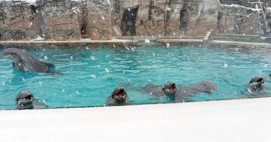 La neve e i delfini di Oltremare 2.0 a Riccione: il video diventa virale