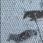 Lupi, non si fermano le segnalazioni degli associati: serve una gestione della specie