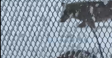 Lupi, non si fermano le segnalazioni degli associati: serve una gestione della specie