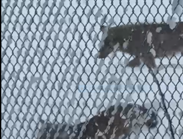 Lupi, non si fermano le segnalazioni degli associati: serve una gestione della specie