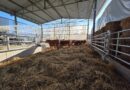 San Marino. Avviato il progetto del Centro Zootecnico di Gaviano: primo step completato con l’arrivo delle manze e la riqualificazione delle strutture