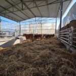 San Marino. Avviato il progetto del Centro Zootecnico di Gaviano: primo step completato con l’arrivo delle manze e la riqualificazione delle strutture