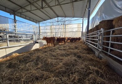 San Marino. Avviato il progetto del Centro Zootecnico di Gaviano: primo step completato con l’arrivo delle manze e la riqualificazione delle strutture