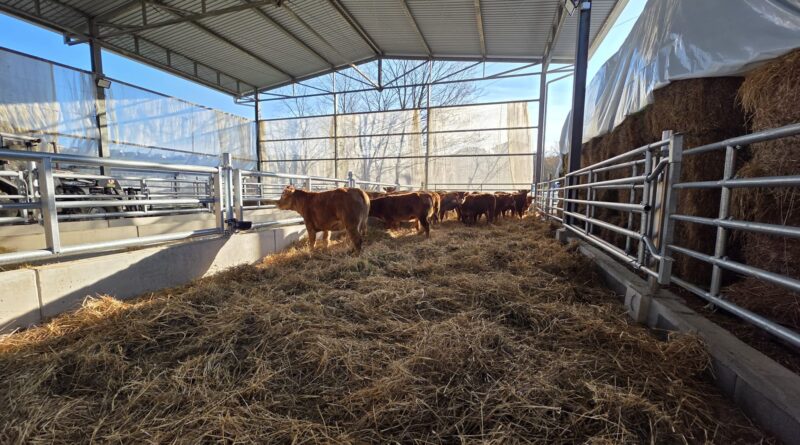 San Marino. Avviato il progetto del Centro Zootecnico di Gaviano: primo step completato con l’arrivo delle manze e la riqualificazione delle strutture