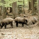 San Marino, dal 15 marzo il prelievo selettivo del cinghiale