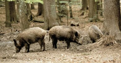San Marino, dal 15 marzo il prelievo selettivo del cinghiale