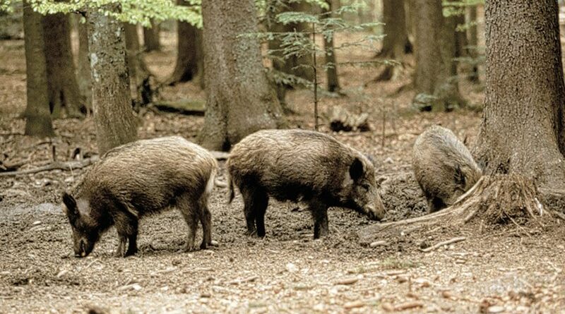 San Marino, dal 15 marzo il prelievo selettivo del cinghiale