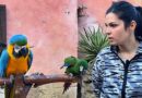 A Oltremare 2.0 di Riccione sono arrivati due nuovi pappagalli Ara, tra loro il più piccolo in natura