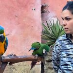 A Oltremare 2.0 di Riccione sono arrivati due nuovi pappagalli Ara, tra loro il più piccolo in natura