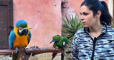 A Oltremare 2.0 di Riccione sono arrivati due nuovi pappagalli Ara, tra loro il più piccolo in natura
