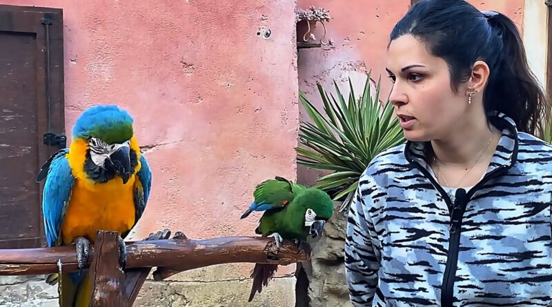 A Oltremare 2.0 di Riccione sono arrivati due nuovi pappagalli Ara, tra loro il più piccolo in natura