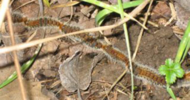 San Marino. AASPL: contrasto alla processionaria, attività sul territorio e raccomandazioni