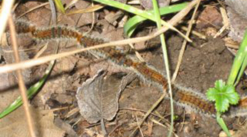 San Marino. AASPL: contrasto alla processionaria, attività sul territorio e raccomandazioni