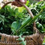 San Marino. L’Associazione Micologica avvia il consueto corso di raccolta e cucina delle erbe spontanee