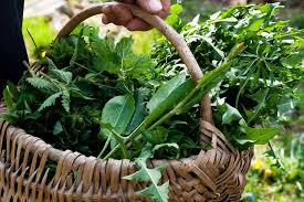 San Marino. L’Associazione Micologica avvia il consueto corso di raccolta e cucina delle erbe spontanee