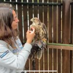 Oltremare di Riccione. Il falco sacro recuperato da ENPA e Cras di Savona torna a volare grazie a falconieri del parco