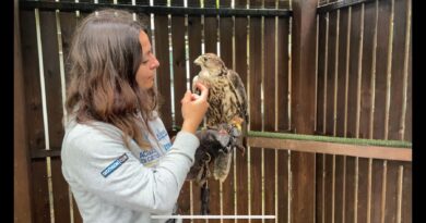 Oltremare di Riccione. Il falco sacro recuperato da ENPA e Cras di Savona torna a volare grazie a falconieri del parco