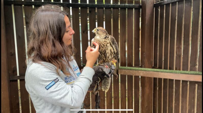Oltremare di Riccione. Il falco sacro recuperato da ENPA e Cras di Savona torna a volare grazie a falconieri del parco