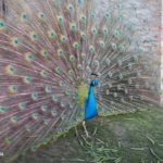 San Marino. APAS: pavoni si nasce!