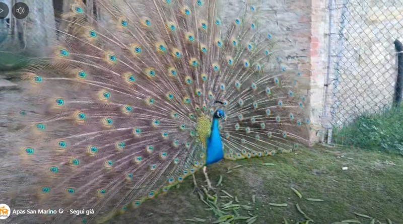 San Marino. APAS: pavoni si nasce!