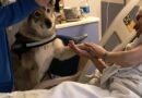 Partiti gli Interventi Assistiti con gli Animali anche nel percorso di Cure Palliative all’Hospice di Rimini