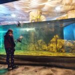 Cattolica Day: ingresso a 10 euro per l’Acquario, per tutti i residenti nel Comune