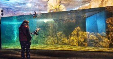 Cattolica Day: ingresso a 10 euro per l’Acquario, per tutti i residenti nel Comune
