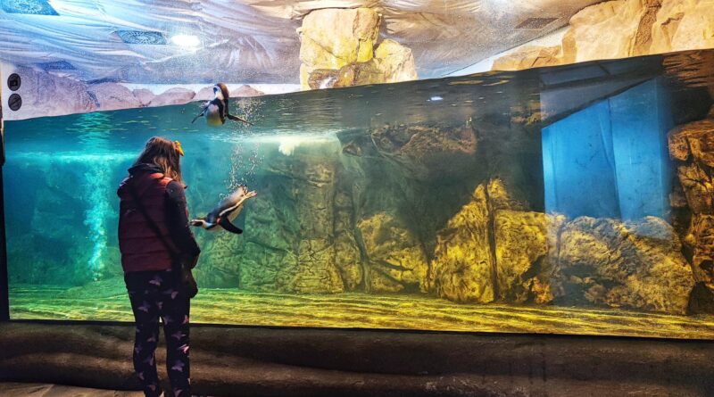 Cattolica Day: ingresso a 10 euro per l’Acquario, per tutti i residenti nel Comune