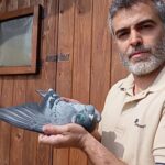 San Marino. I colombi viaggiatori di Luca Casadei vincono ancora