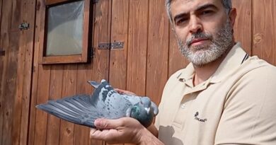 San Marino. I colombi viaggiatori di Luca Casadei vincono ancora