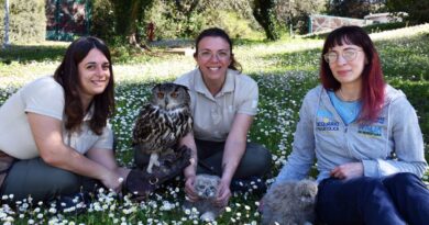  Lieto evento a Oltremare 2.0 di Riccione: sono nati due pulli di Gufo Reale