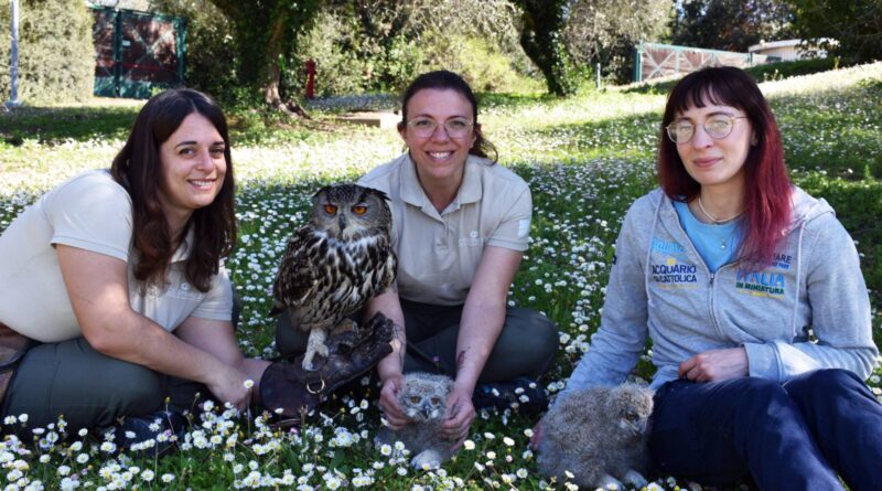  Lieto evento a Oltremare 2.0 di Riccione: sono nati due pulli di Gufo Reale