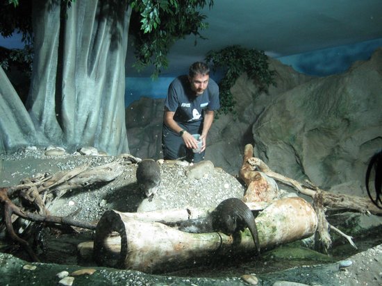 Acquario di Cattolica, speciale “caccia alle uova” dedicata alle lontre