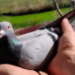 San Marino. Il Team Casadei-Segnini vince a Vasto la prima gara della stagione nella competizione colombofila