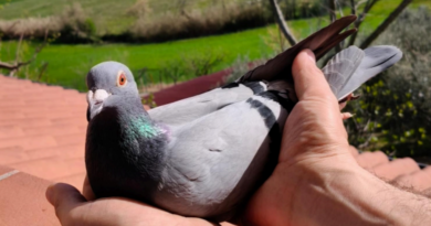 San Marino. Il Team Casadei-Segnini vince a Vasto la prima gara della stagione nella competizione colombofila