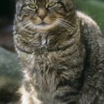 San Marino. APAS: continua la sparizione di animali, non ignoriamo i segnali